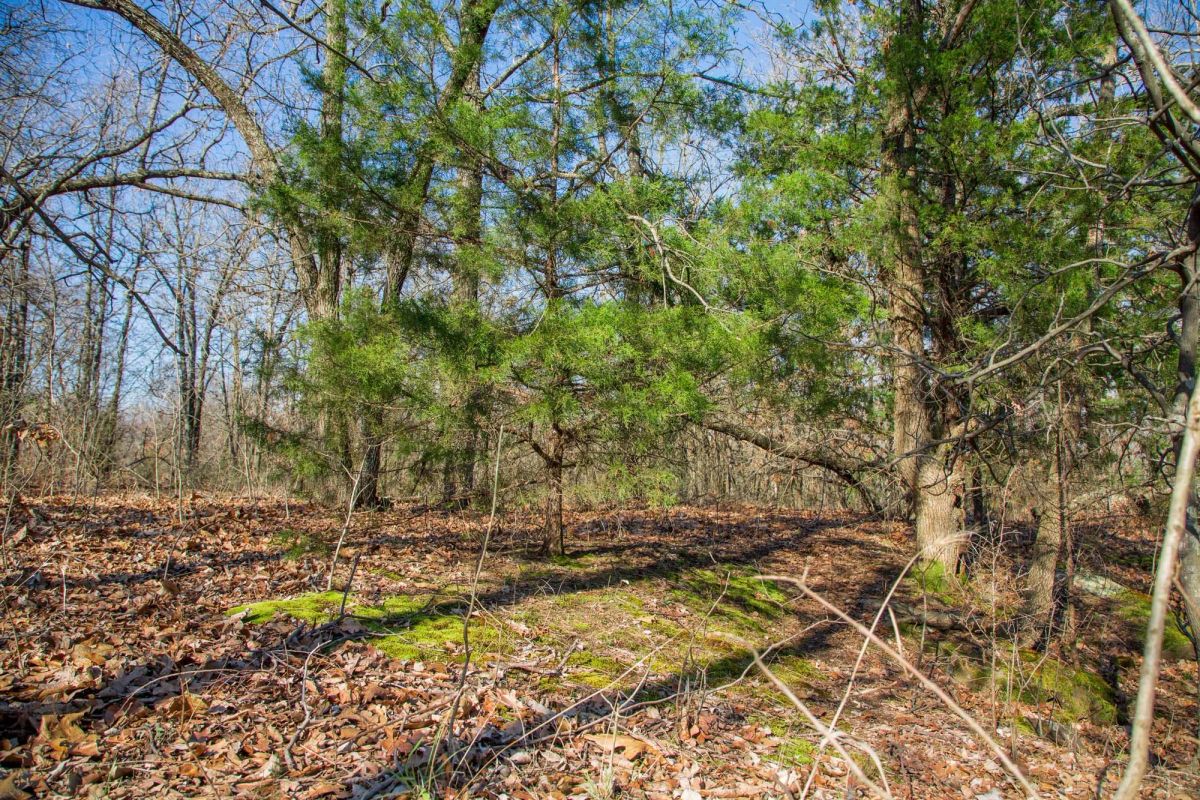 Decorative background for Eufaula Cove Tract 19 image 9