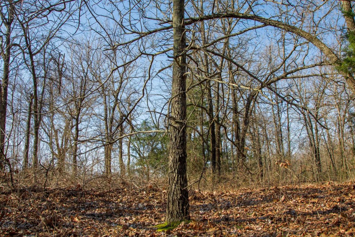 Decorative background for Eufaula Cove Tract 19 image 10