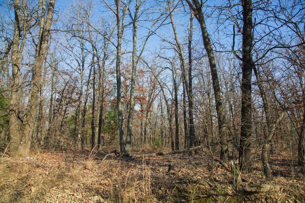 Decorative background for Eufaula Cove Tract 19 image 14