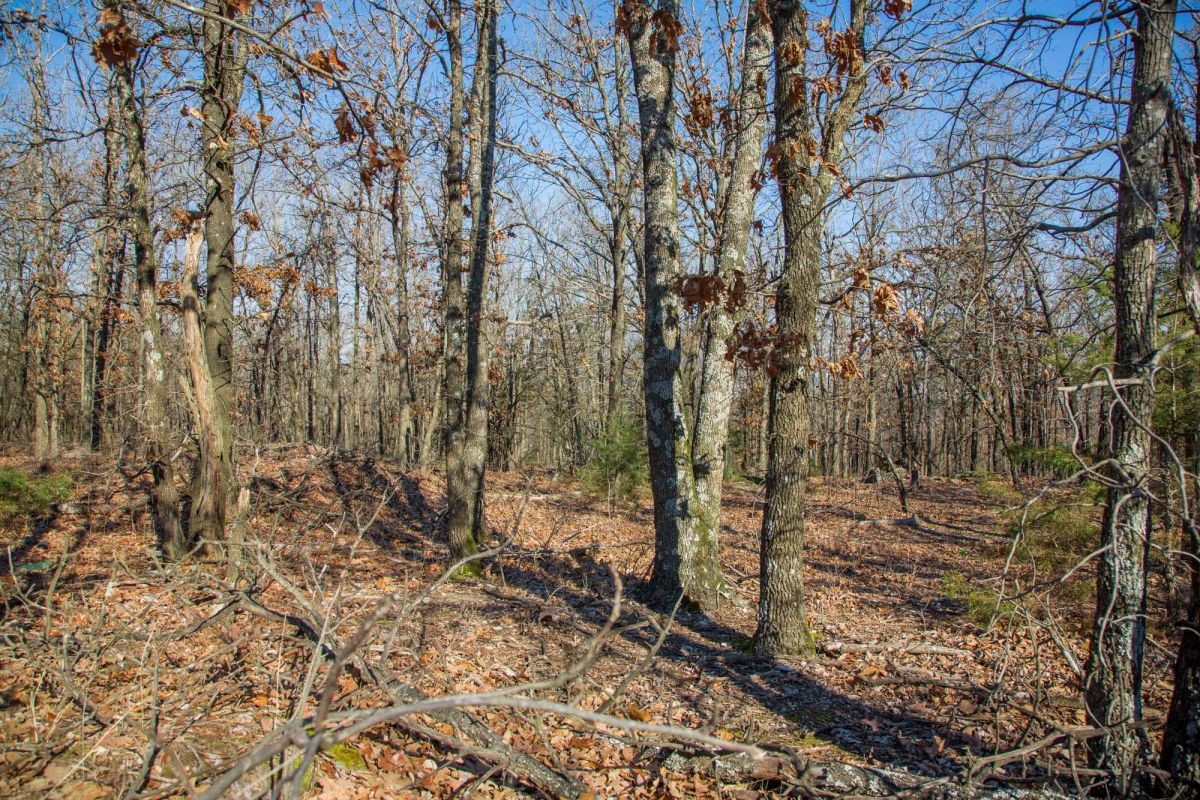 Decorative background for Eufaula Cove Tract 19 image 15