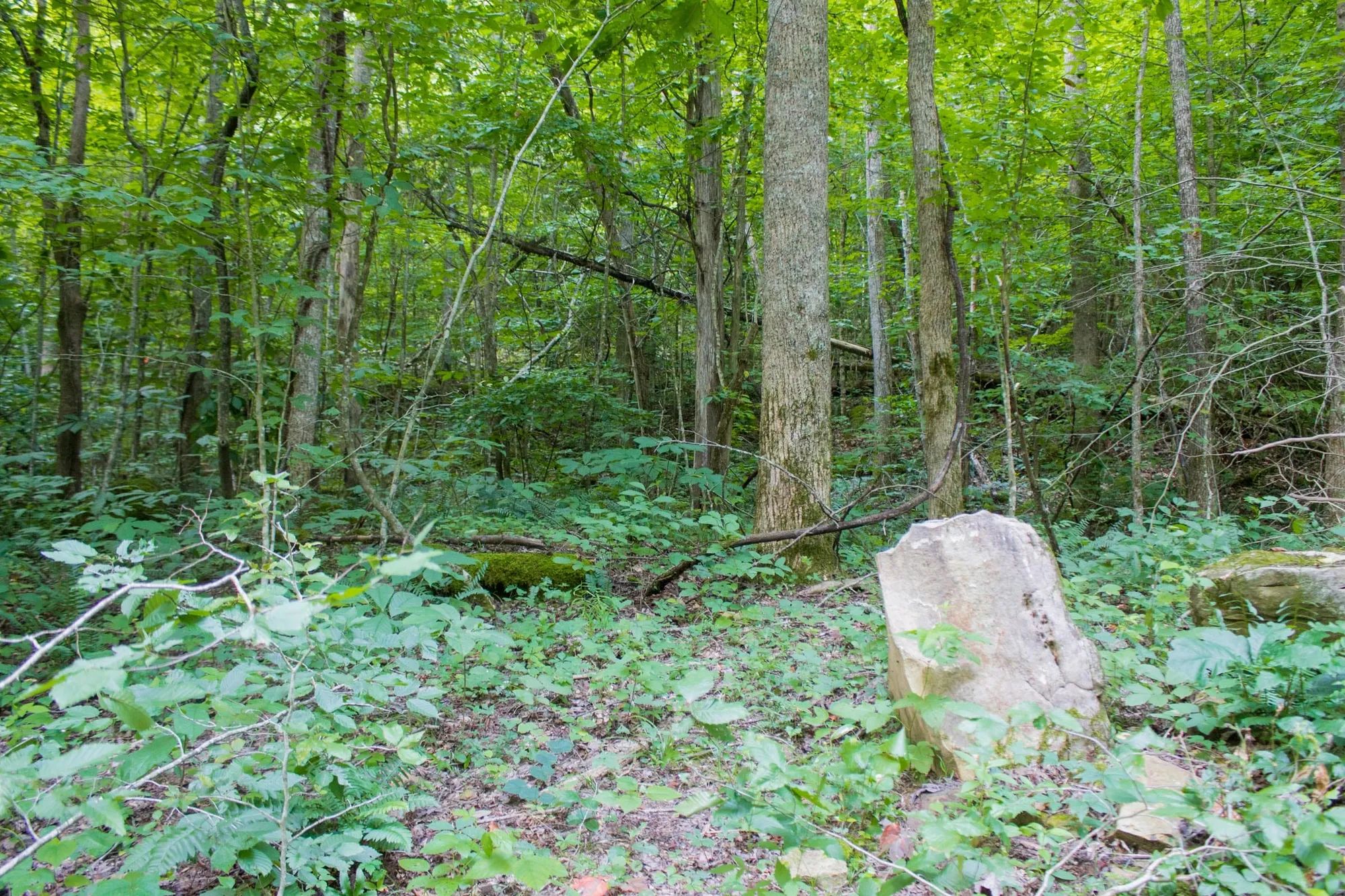 Bluewater Ridge Tract 12 in Wayne County, KY