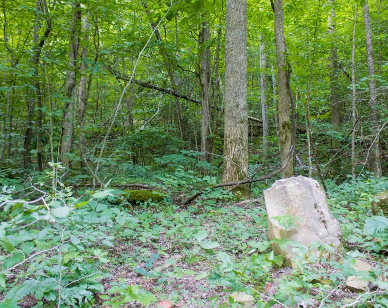 Bluewater Ridge Tract 12 in Wayne County, KY