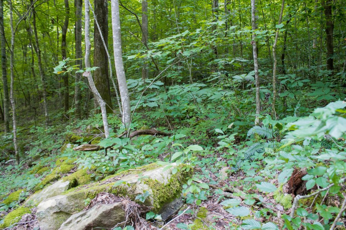 Bluewater Ridge Tract 12 - Image 2