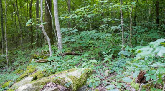 Bluewater Ridge Tract 12 in Wayne County, KY