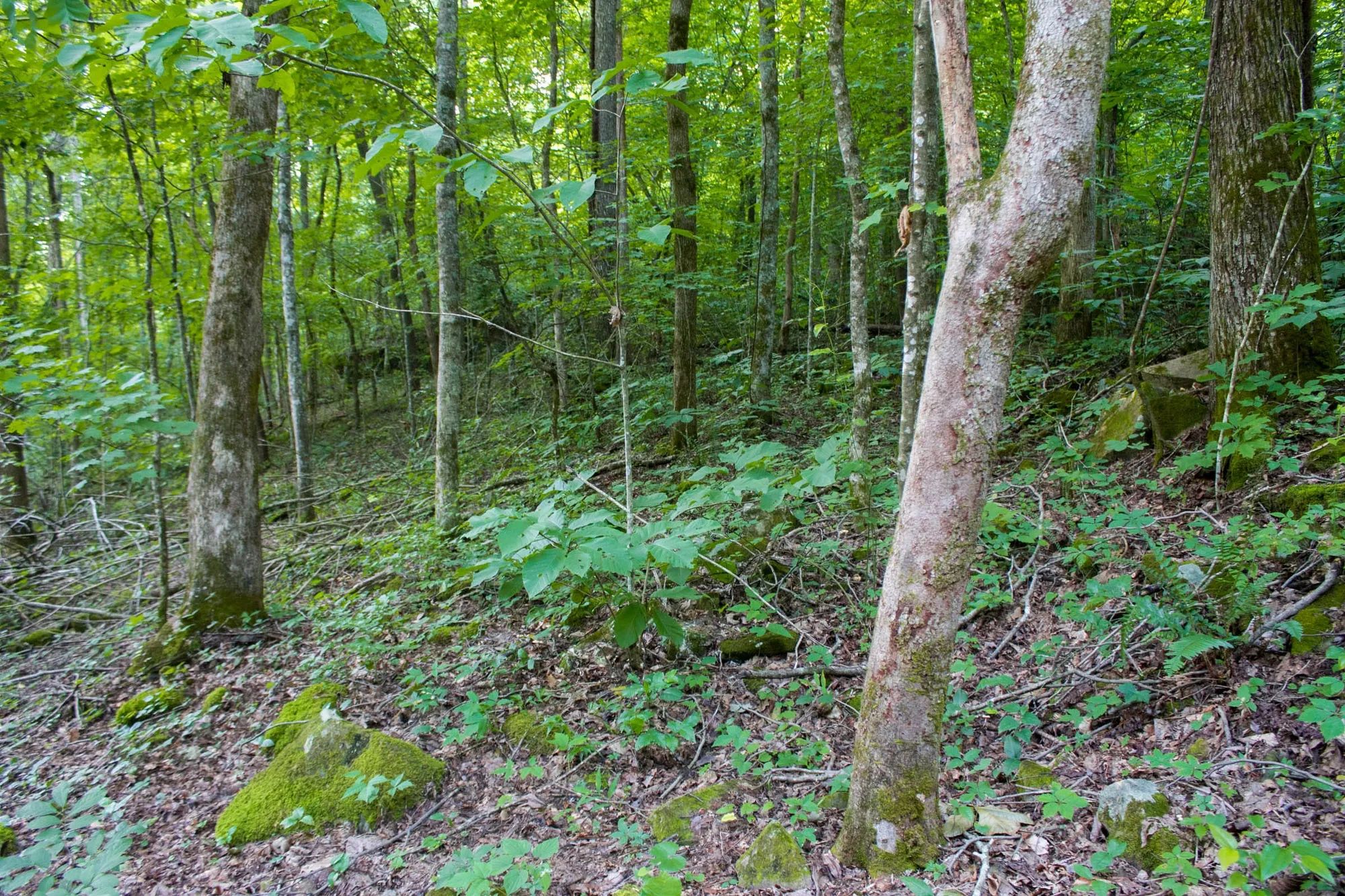 Bluewater Ridge Tract 12 in Wayne County, KY