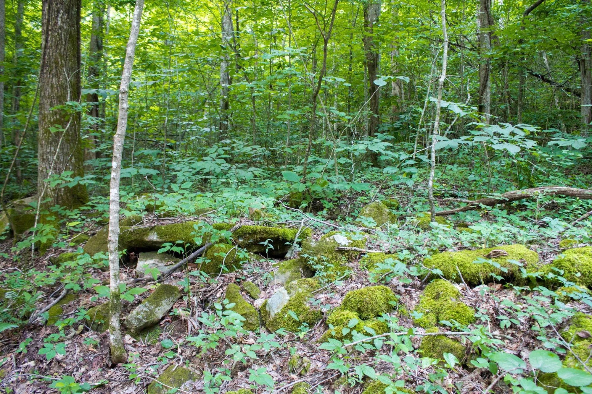 Bluewater Ridge Tract 12 in Wayne County, KY