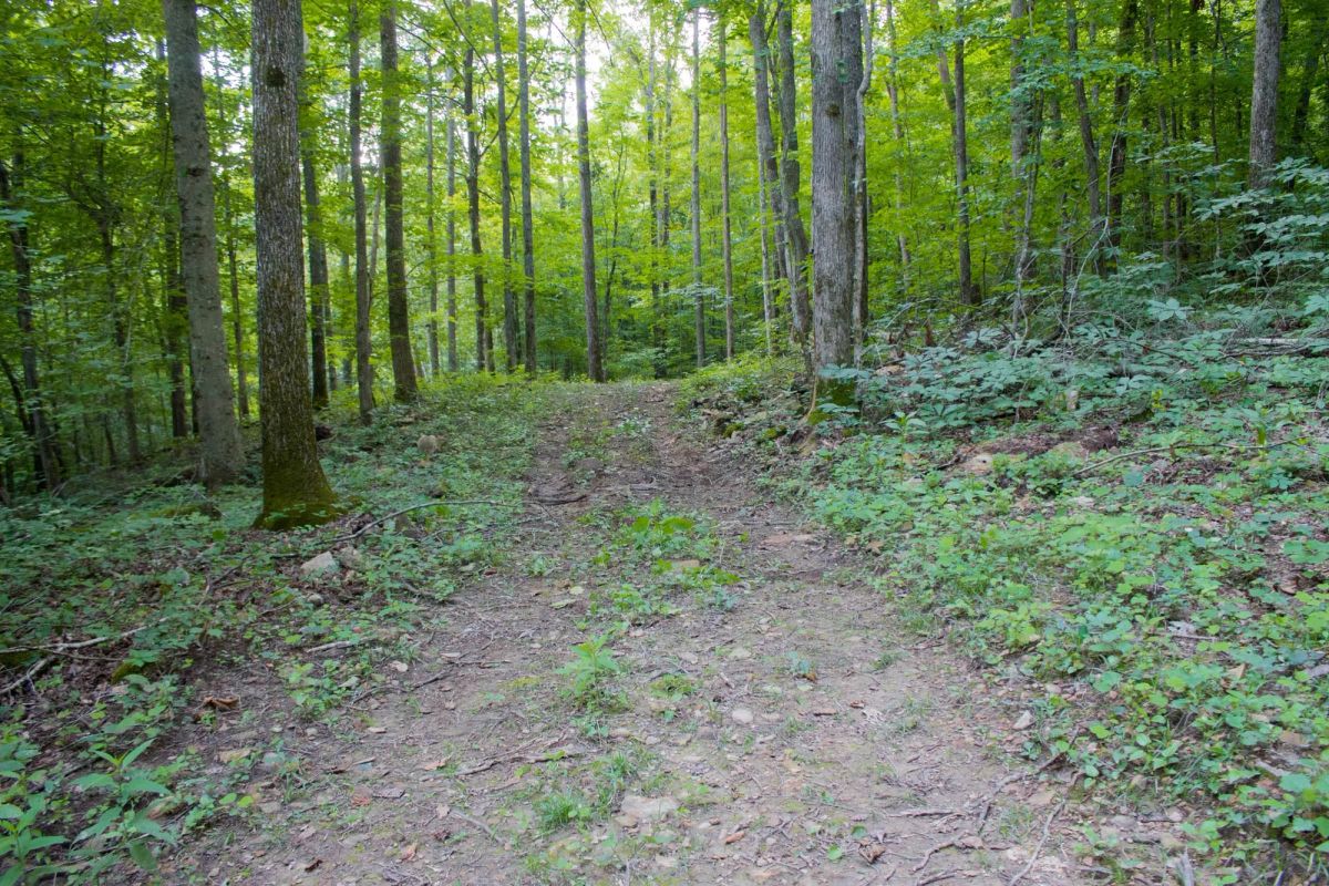 Decorative background for Bluewater Ridge Tract 12 image 5