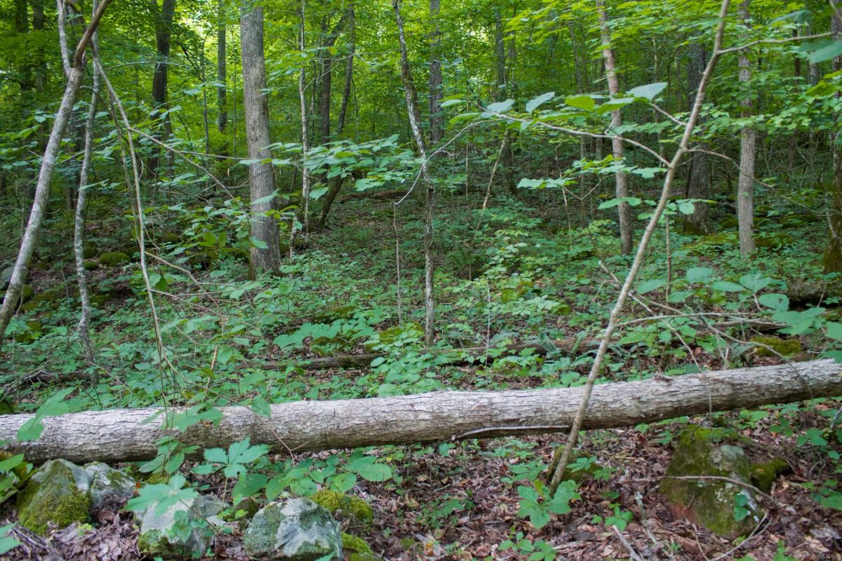 Decorative background for Bluewater Ridge Tract 12 image 6