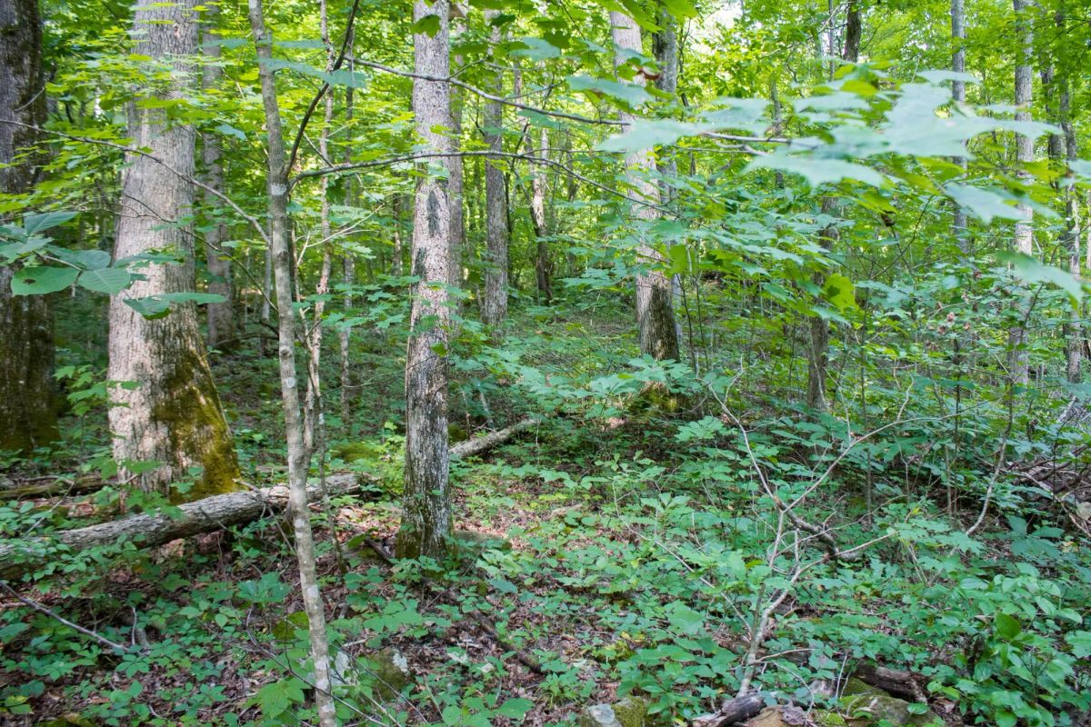Decorative background for Bluewater Ridge Tract 12 image 7