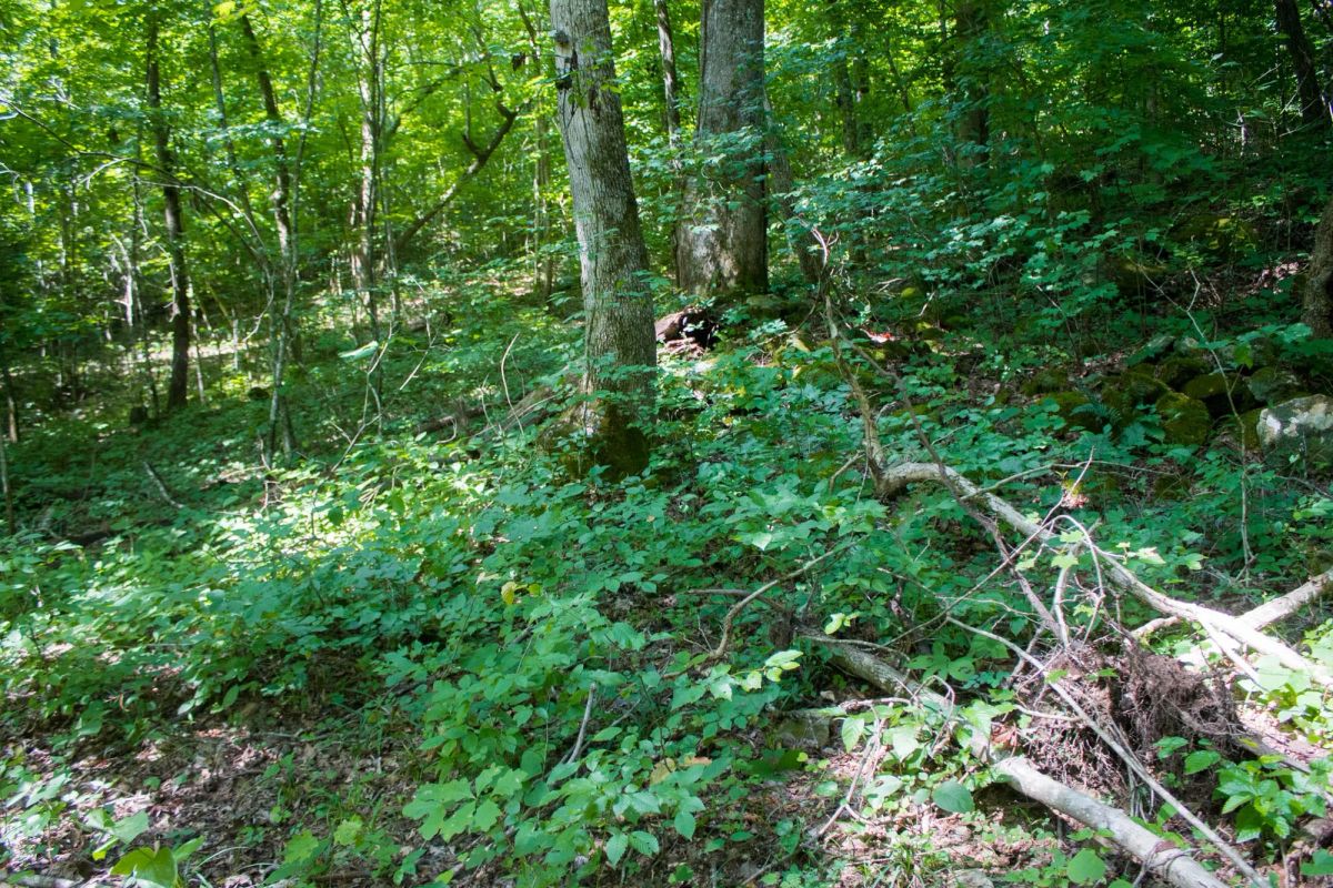 Decorative background for Bluewater Ridge Tract 12 image 8