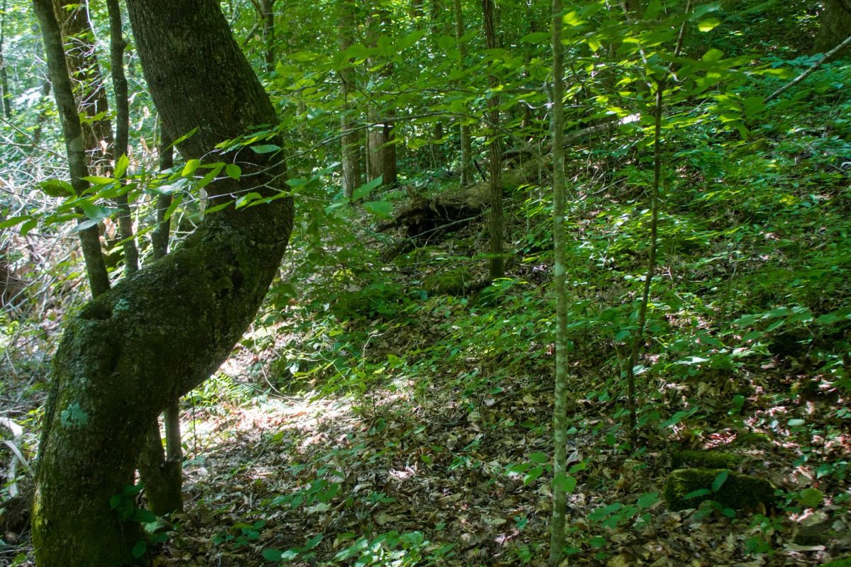 Decorative background for Bluewater Ridge Tract 12 image 9