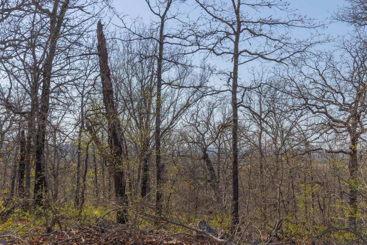 JLH Estates Tract 22 - Image 4