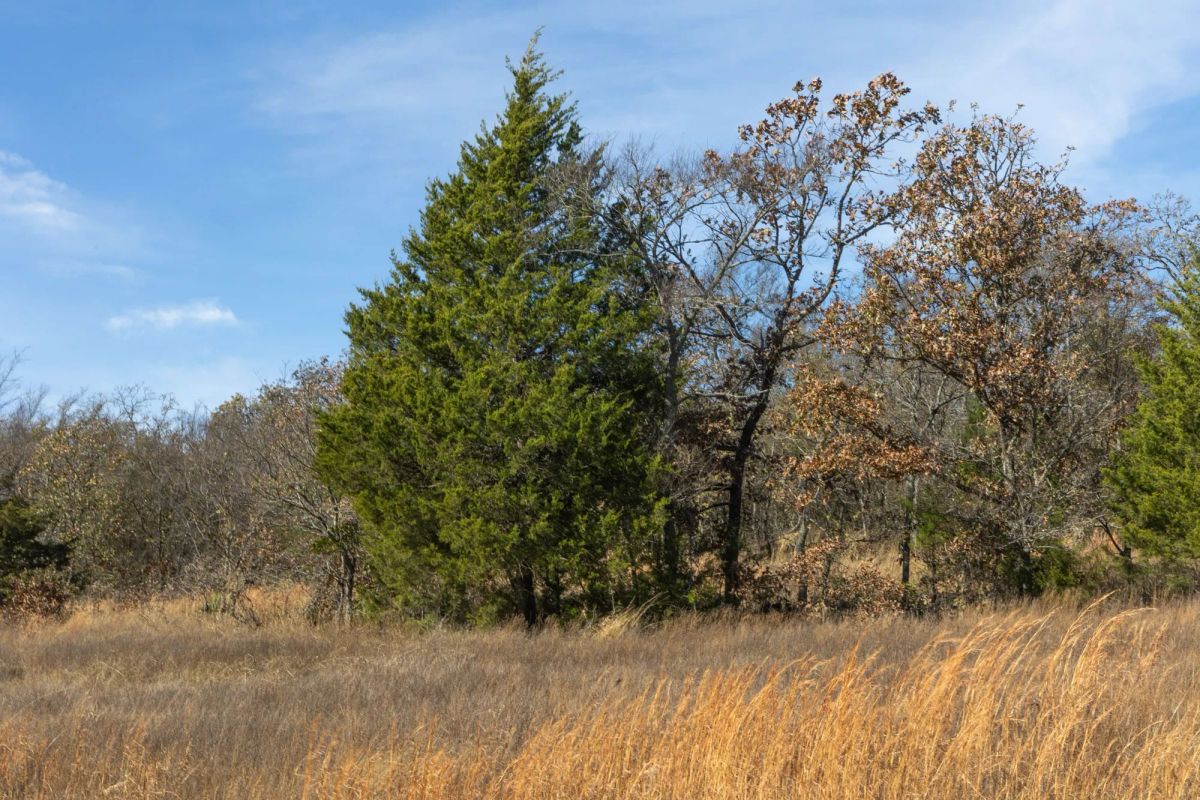 Harmony Hills Tract 36 - Image 4