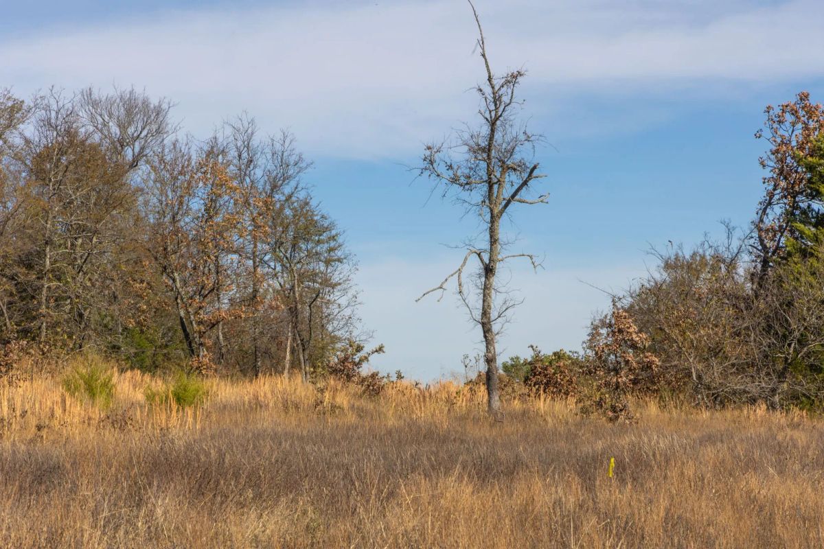 Decorative background for Harmony Hills Tract 36 image 5