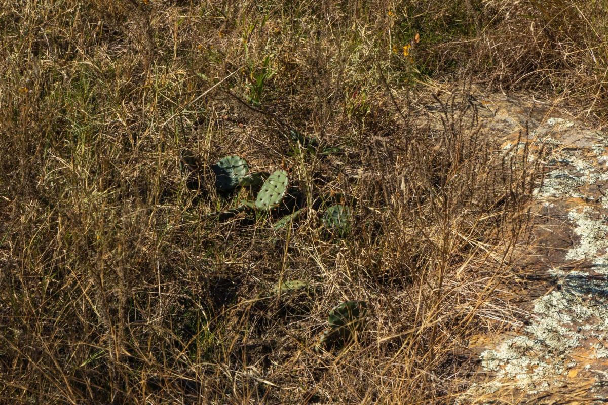 Decorative background for Harmony Hills Tract 36 image 10