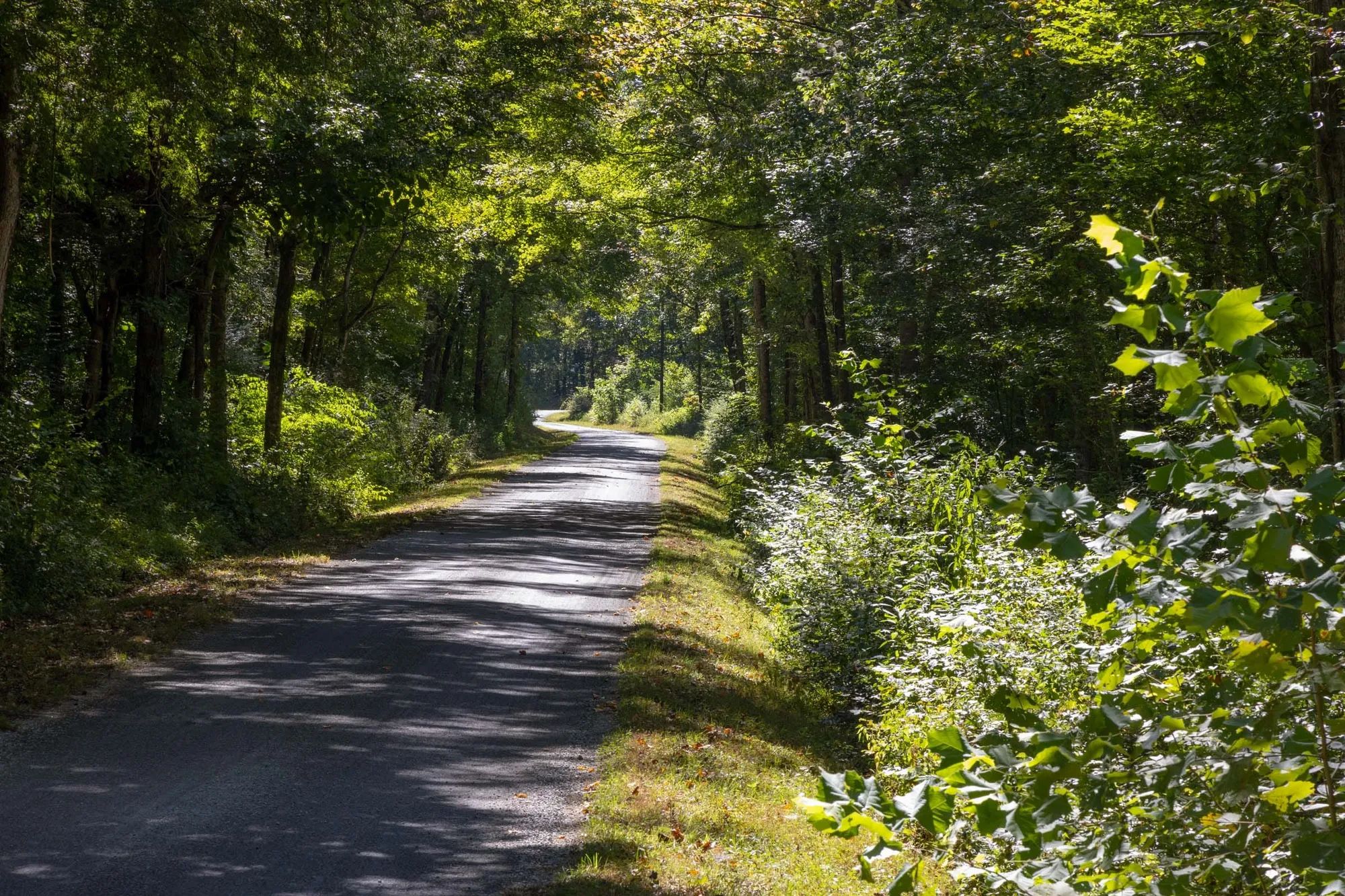 Big White Oak Tract 16 in Perry County, TN