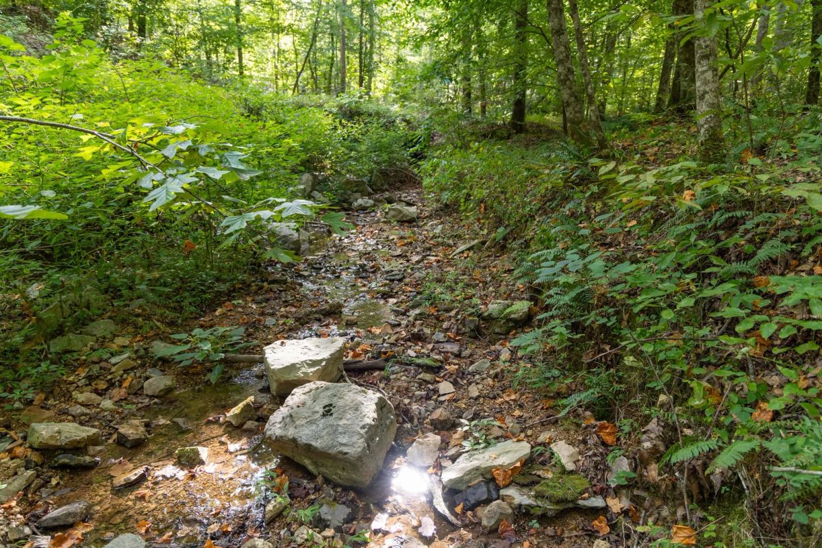 Big White Oak Tract 16 - Image 2