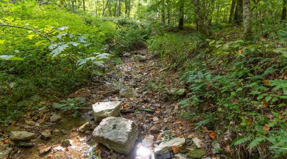 Big White Oak Tract 16 in Perry County, TN