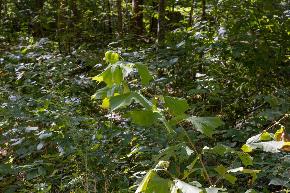 Big White Oak Tract 16 - Image 4