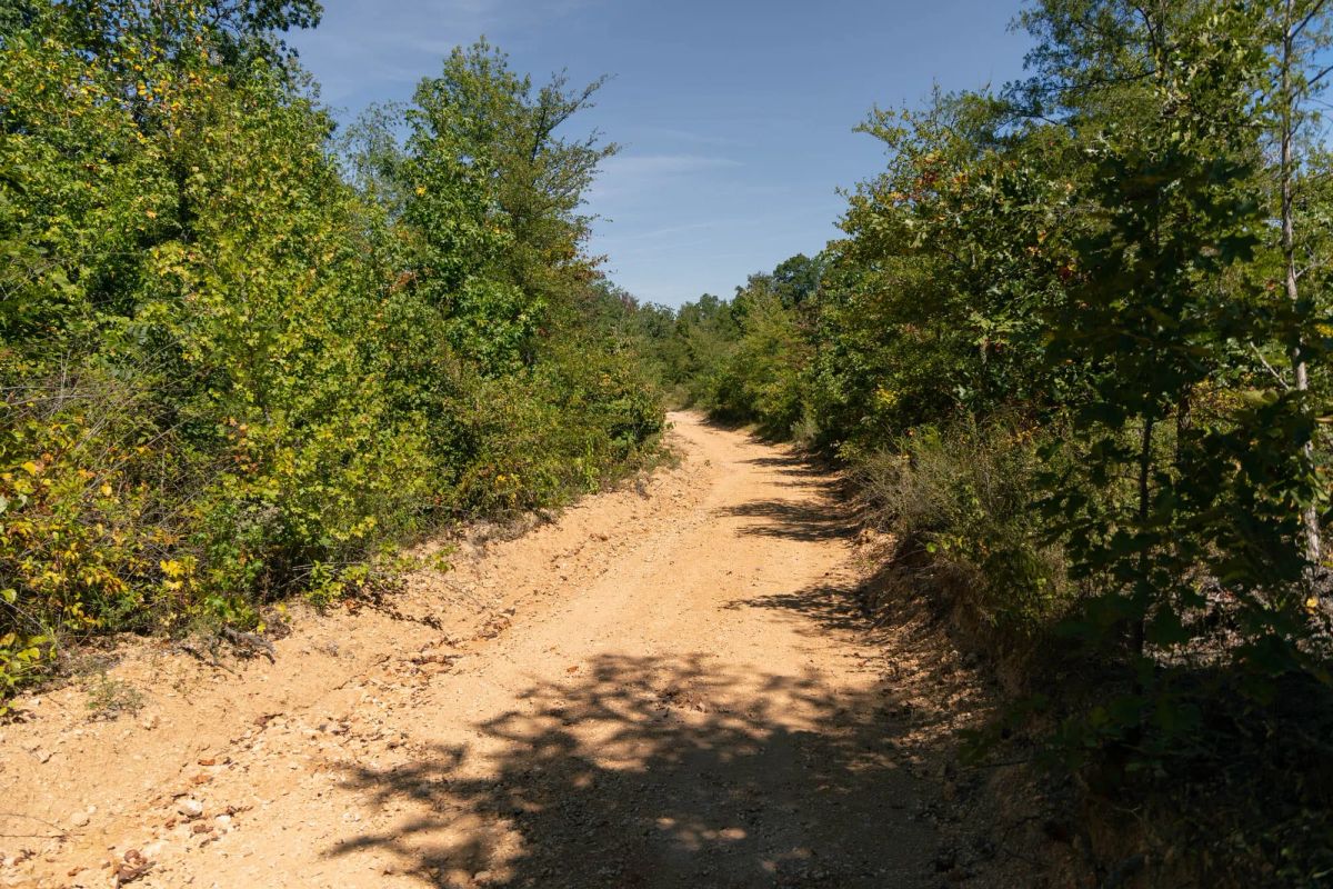 Decorative background for Big White Oak Tract 16 image 5