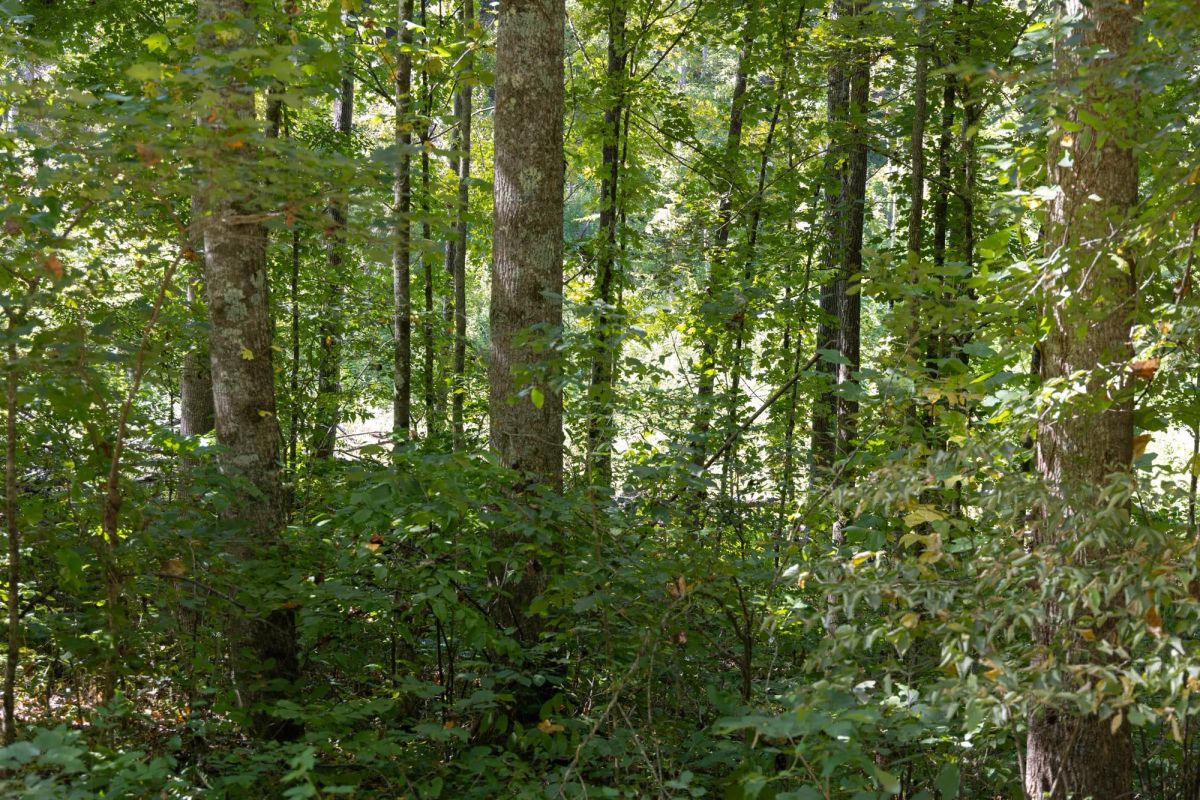 Decorative background for Big White Oak Tract 16 image 6