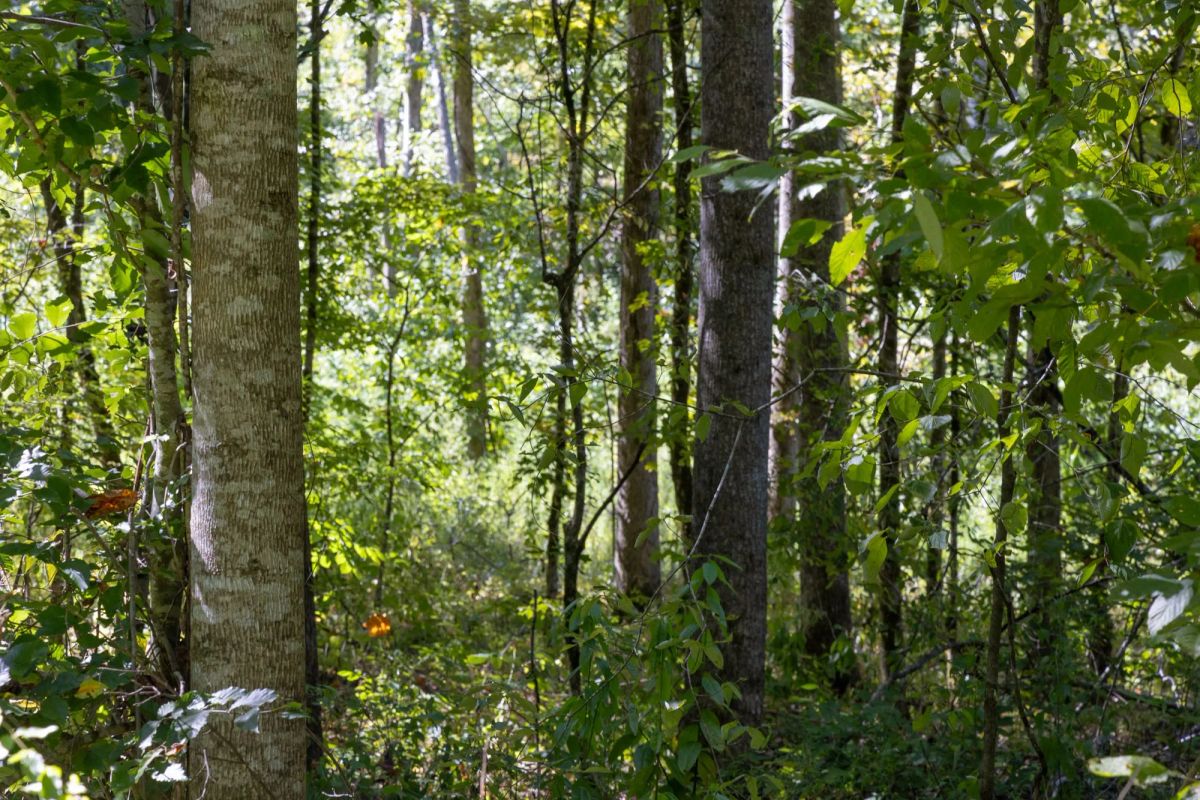 Decorative background for Big White Oak Tract 16 image 8