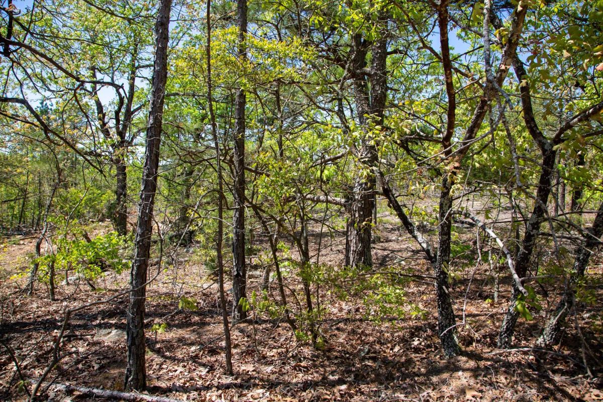 Eagle’s Nest Tract 24 - Image 3
