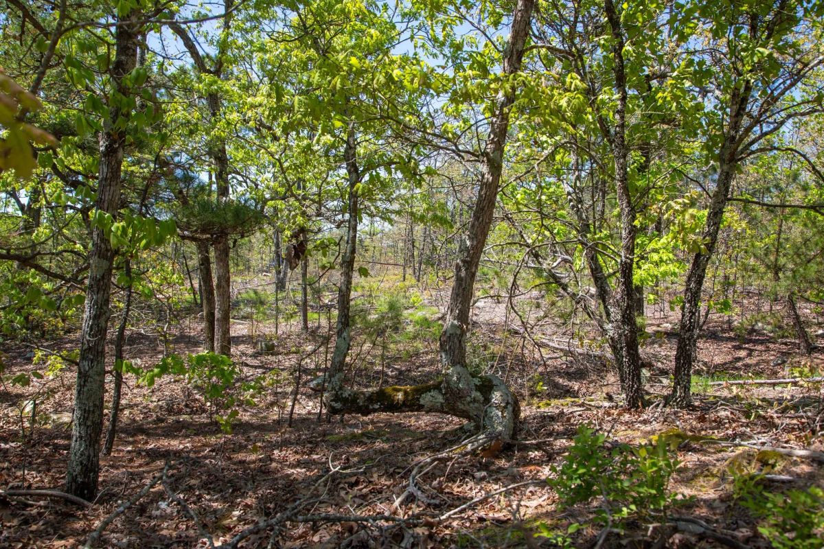 Decorative background for Eagle’s Nest Tract 24 image 5