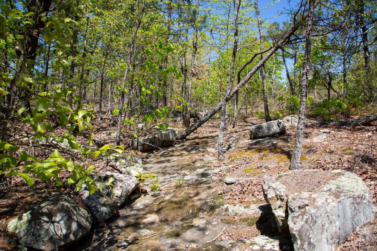 Decorative background for Eagle’s Nest Tract 24 image 6