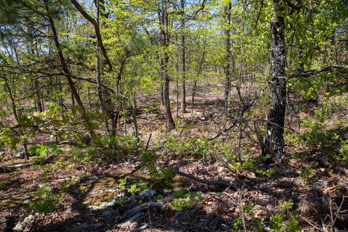 Decorative background for Eagle’s Nest Tract 24 image 8