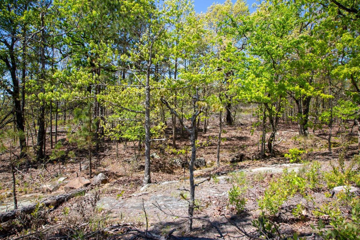 Decorative background for Eagle’s Nest Tract 24 image 12