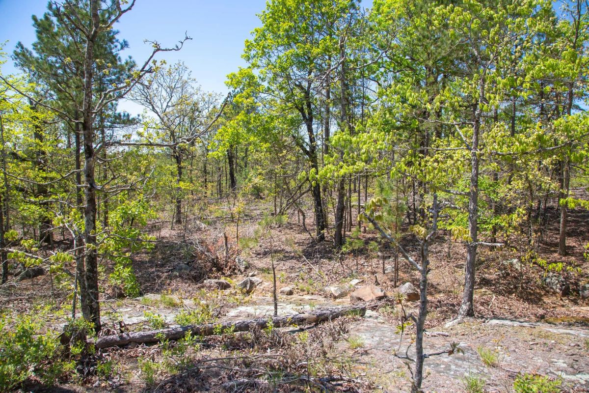 Decorative background for Eagle’s Nest Tract 24 image 13