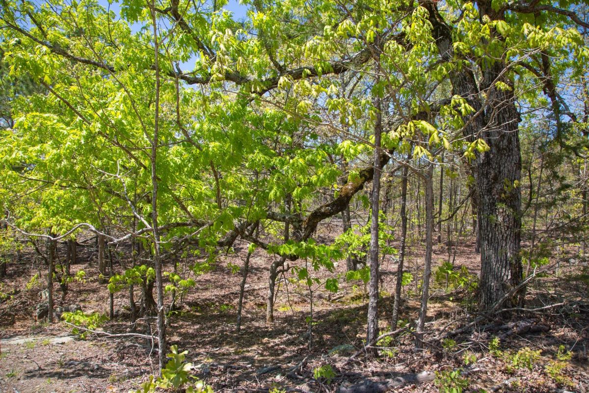 Decorative background for Eagle’s Nest Tract 24 image 14