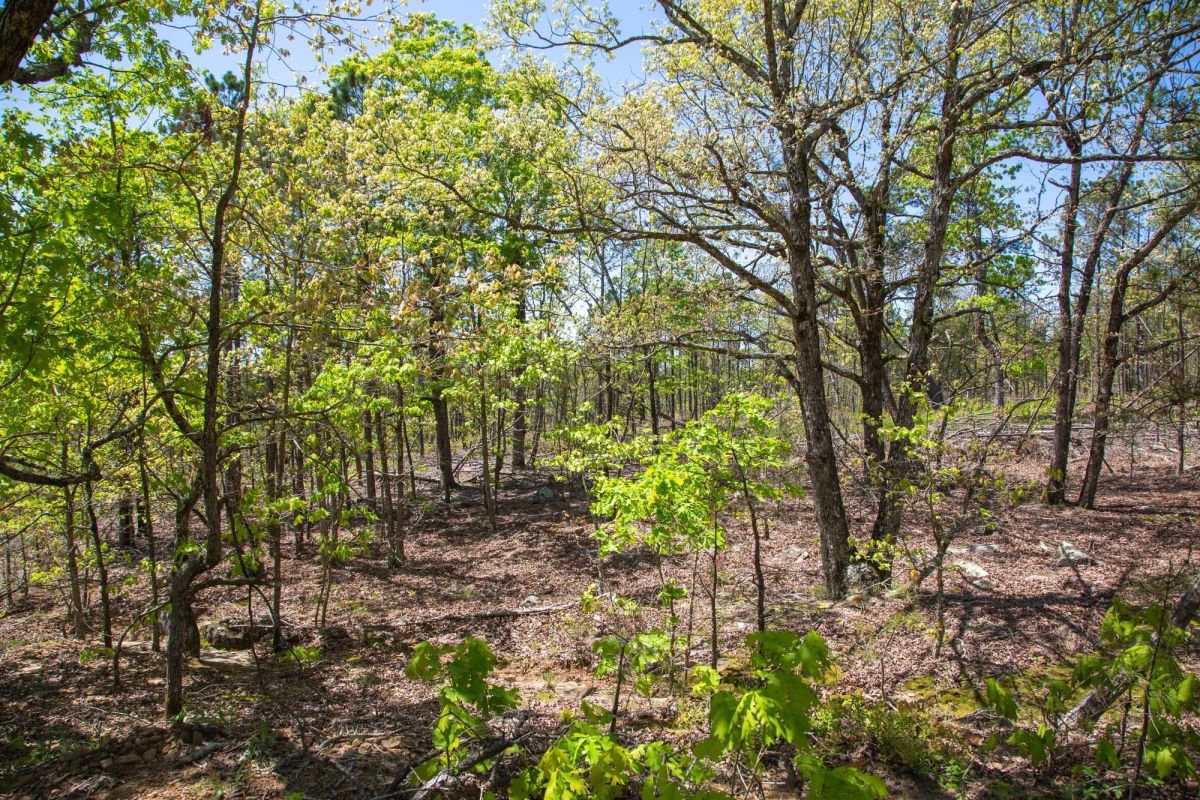 Decorative background for Eagle’s Nest Tract 24 image 15