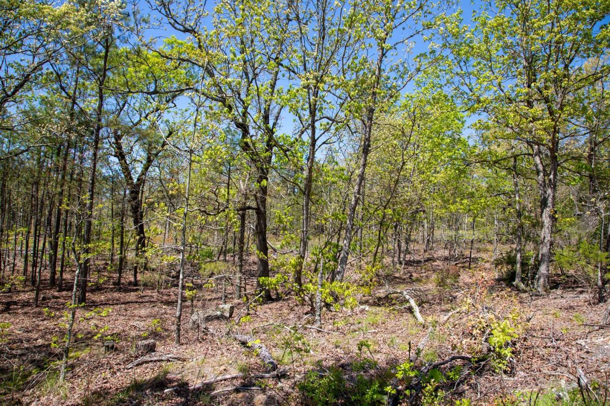 Decorative background for Eagle’s Nest Tract 24 image 16
