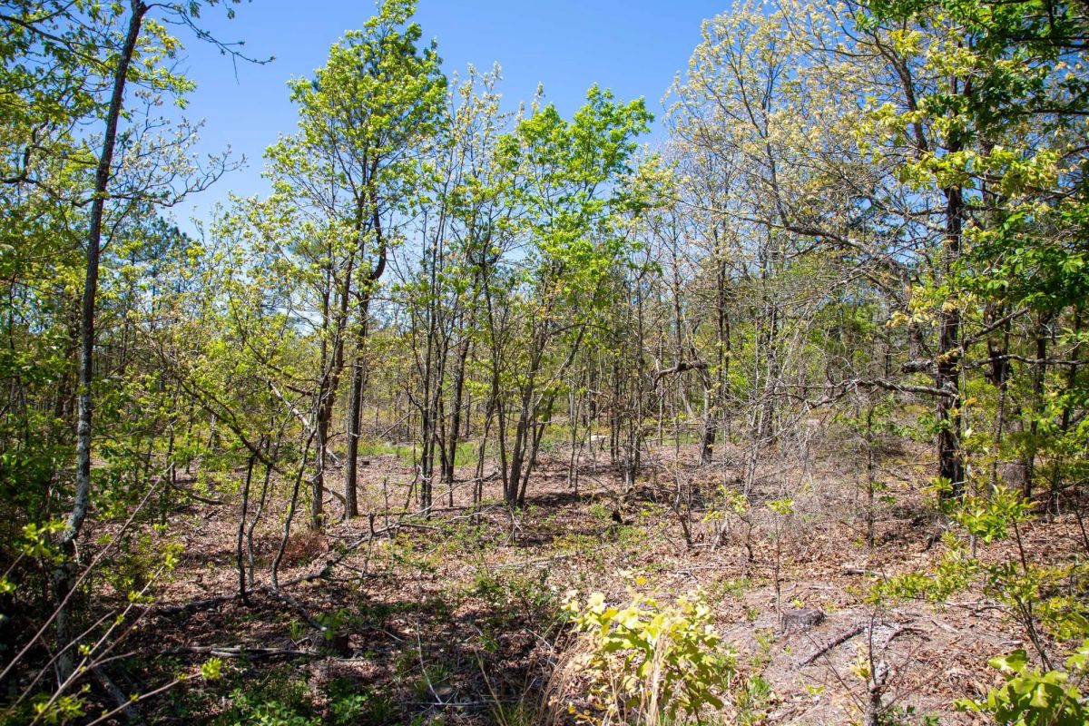 Decorative background for Eagle’s Nest Tract 24 image 17