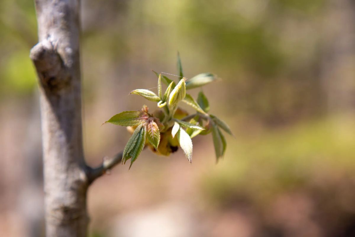 Decorative background for Eagle’s Nest Tract 24 image 18