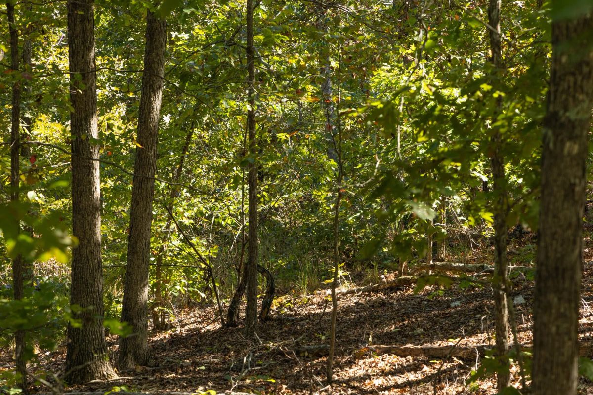 Fox Hollow Tract 5 - Image 2