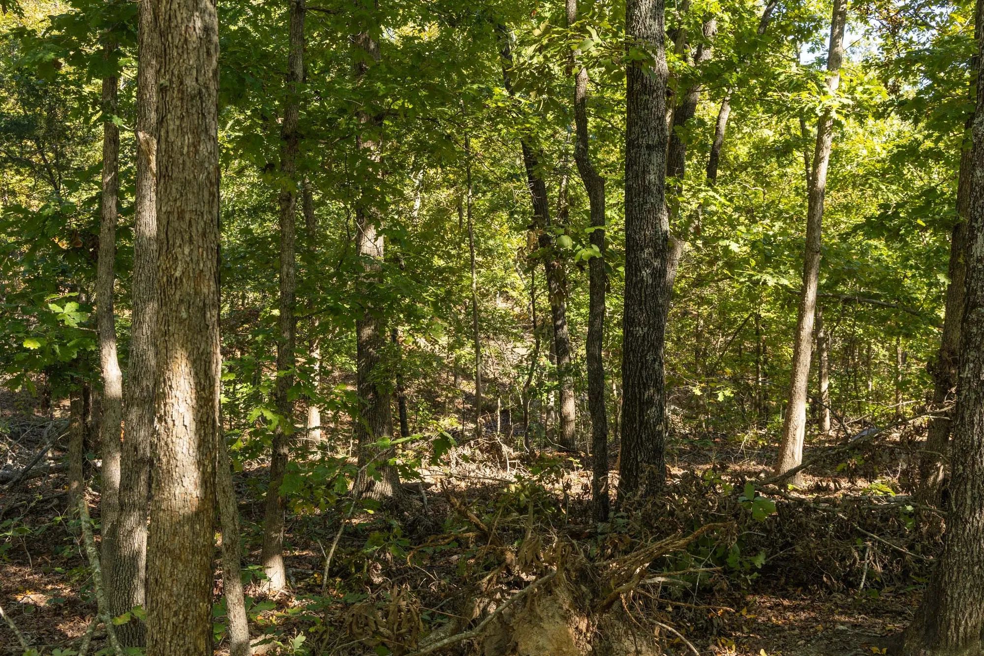Fox Hollow Tract 5 in Reynolds County, MO