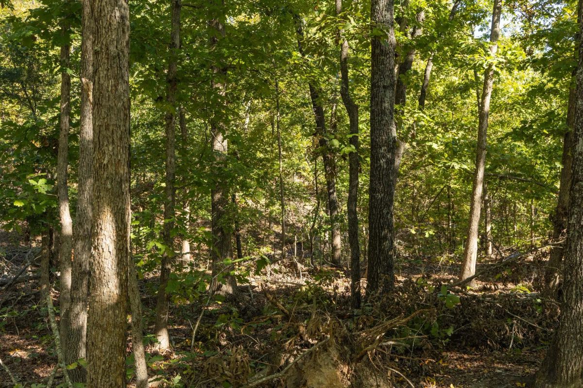 Fox Hollow Tract 5 - Image 4