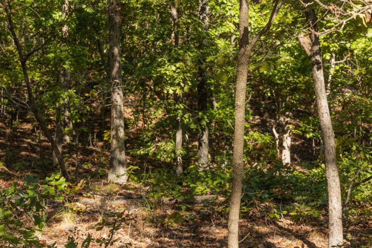 Decorative background for Fox Hollow Tract 5 image 6