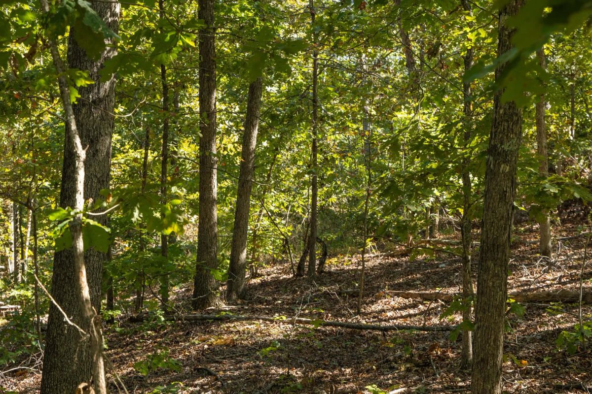 Decorative background for Fox Hollow Tract 5 image 7