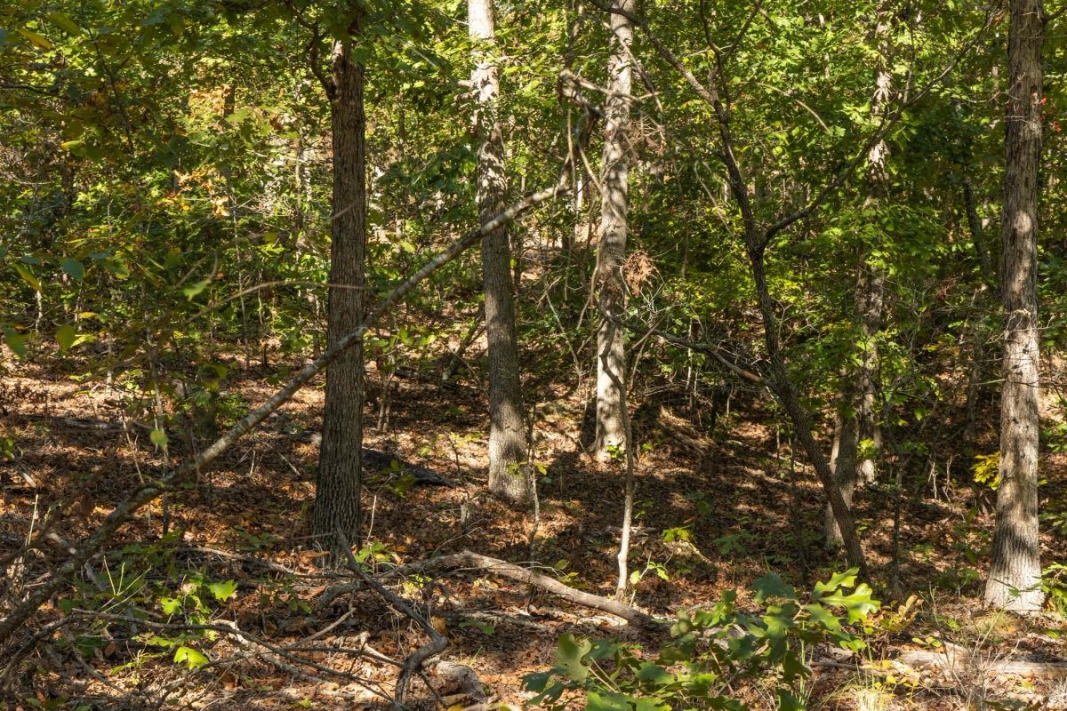 Decorative background for Fox Hollow Tract 5 image 8