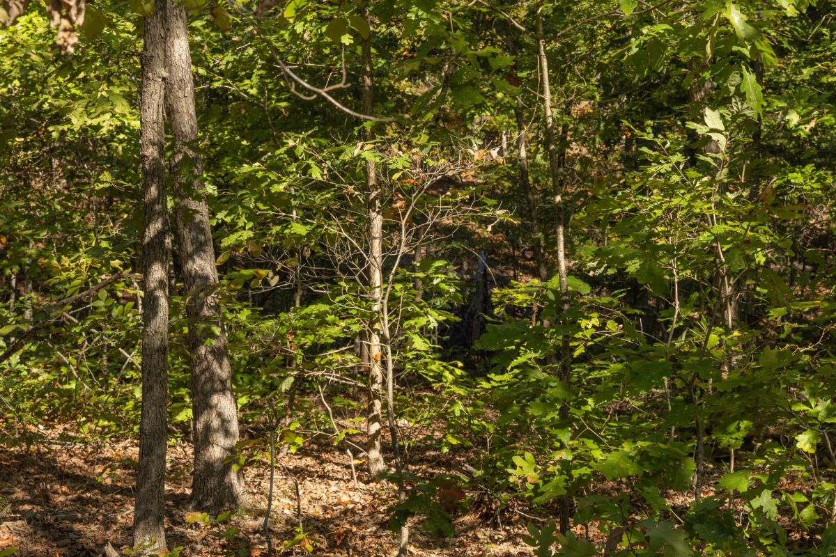 Decorative background for Fox Hollow Tract 5 image 9