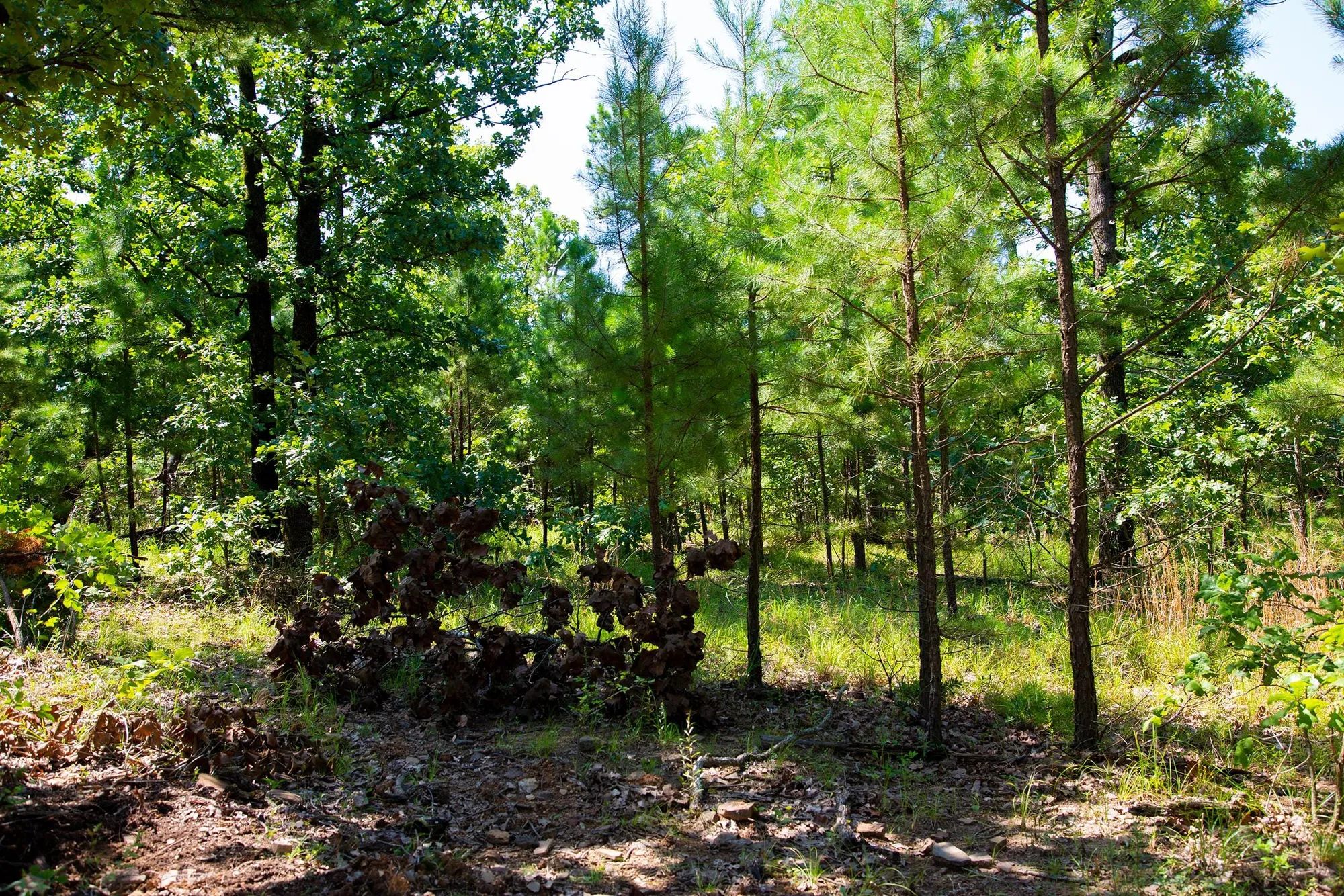 Tyler Stone Ranch Tract 74 in Le Flore County, OK