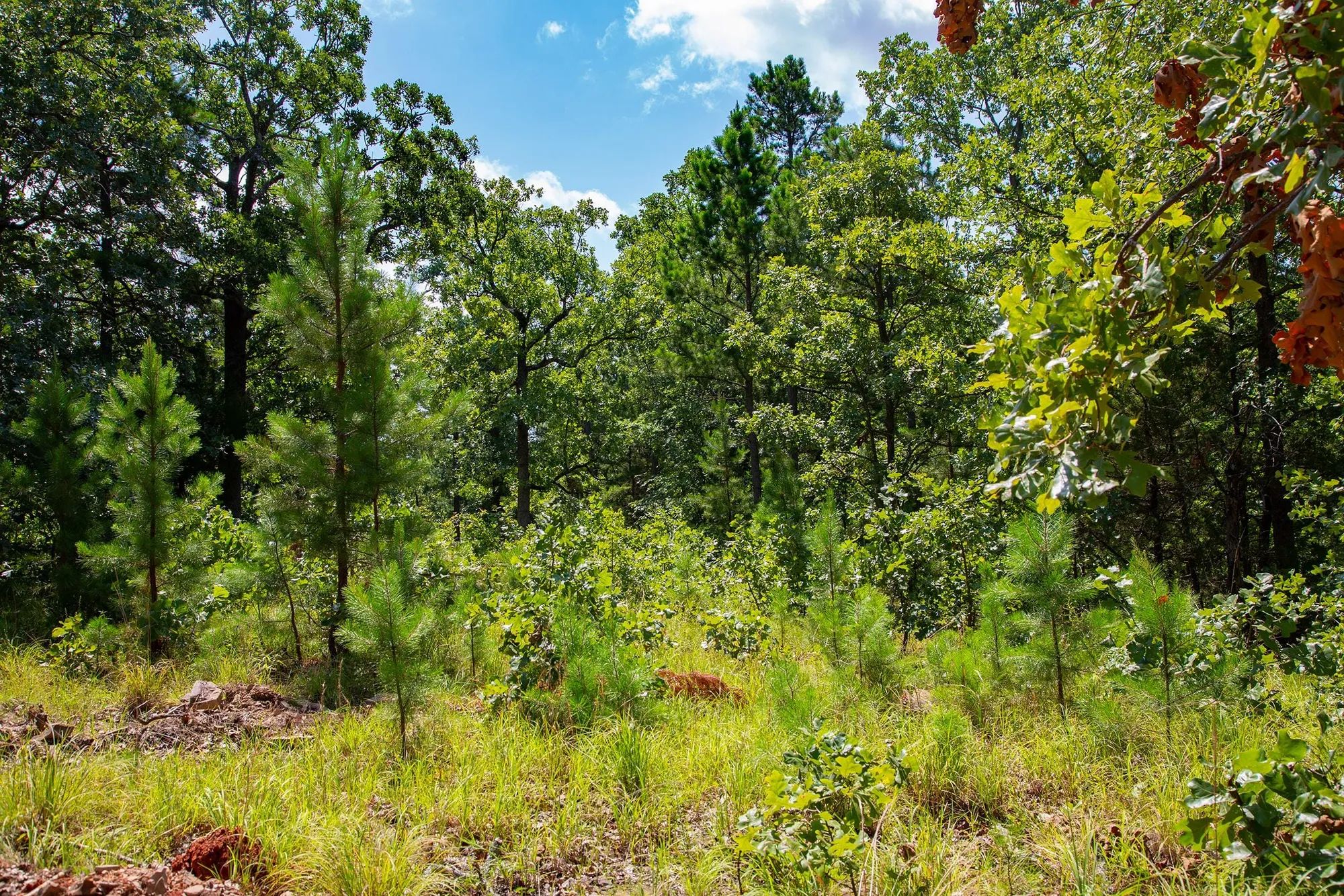 Tyler Stone Ranch Tract 74 in Le Flore County, OK