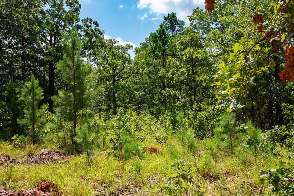 Tyler Stone Ranch Tract 74 - Image 4