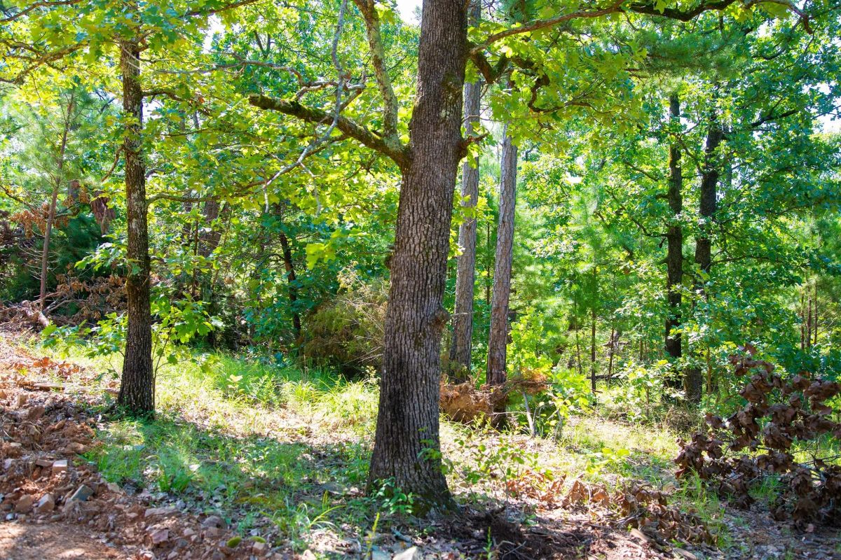 Decorative background for Tyler Stone Ranch Tract 74 image 6