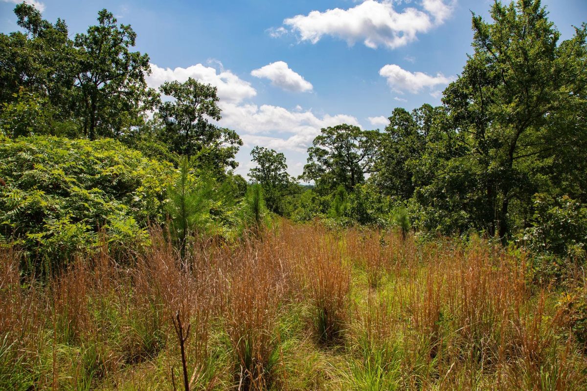 Decorative background for Tyler Stone Ranch Tract 74 image 8