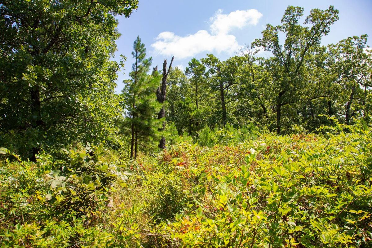 Decorative background for Tyler Stone Ranch Tract 74 image 10
